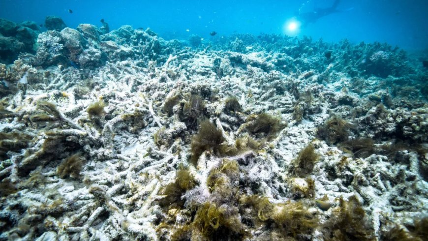 Australia’s Great Barrier Reef suffers ‘extensive’ coral bleaching, as scientists fear seventh mass bleaching event